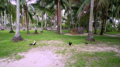 旋塞小鸡走椰子农场种植园